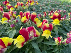 Львиный зев красно-желтый