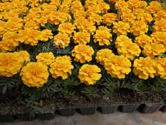 Бархатцы отклоненные желтые