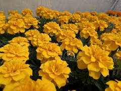 Бархатцы отклоненные желтые