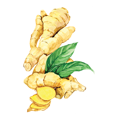 Сироп Имбирь ProffSyrup