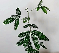 Teofrast Мимоза стыдливая mimosa pudica