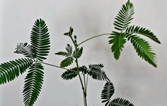 Teofrast Мимоза стыдливая mimosa pudica