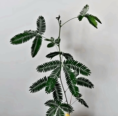 Teofrast Мимоза стыдливая mimosa pudica