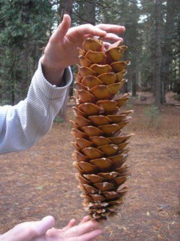 Семена Сосна Ламберта Pinus lambertiana