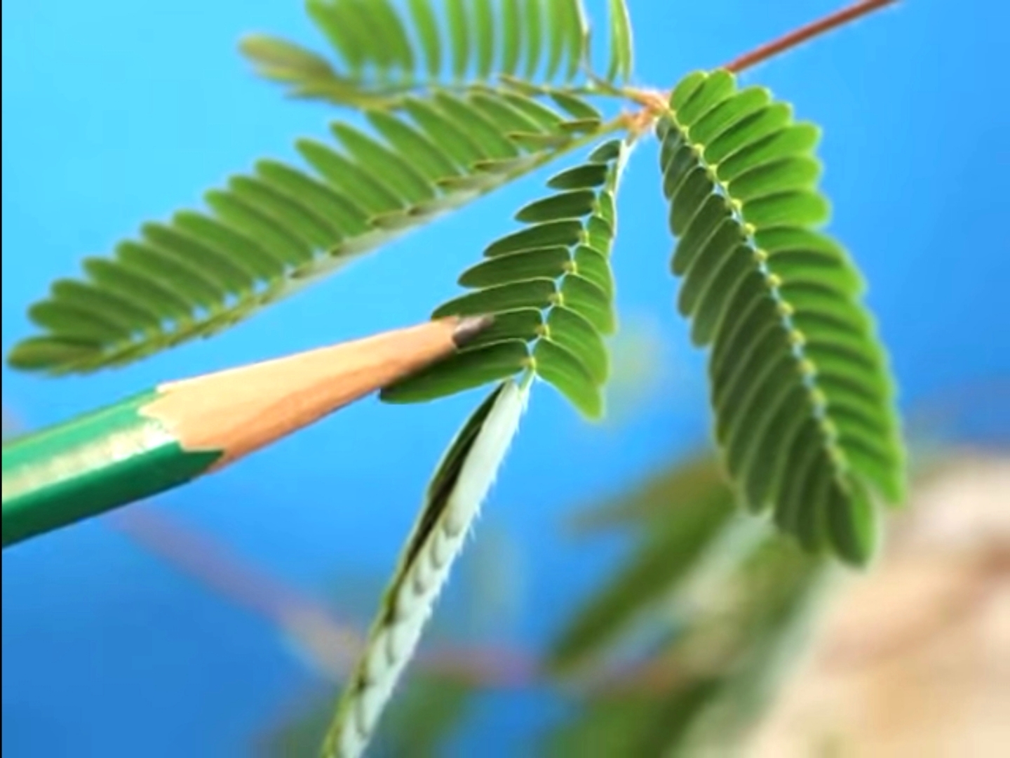 Семена Мимоза стыдливая mimosa pudica