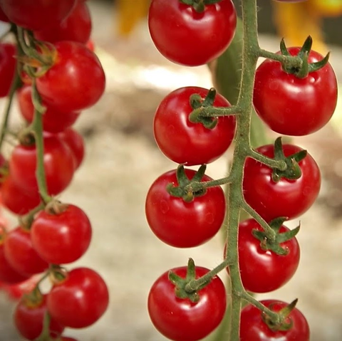 Томат Терек