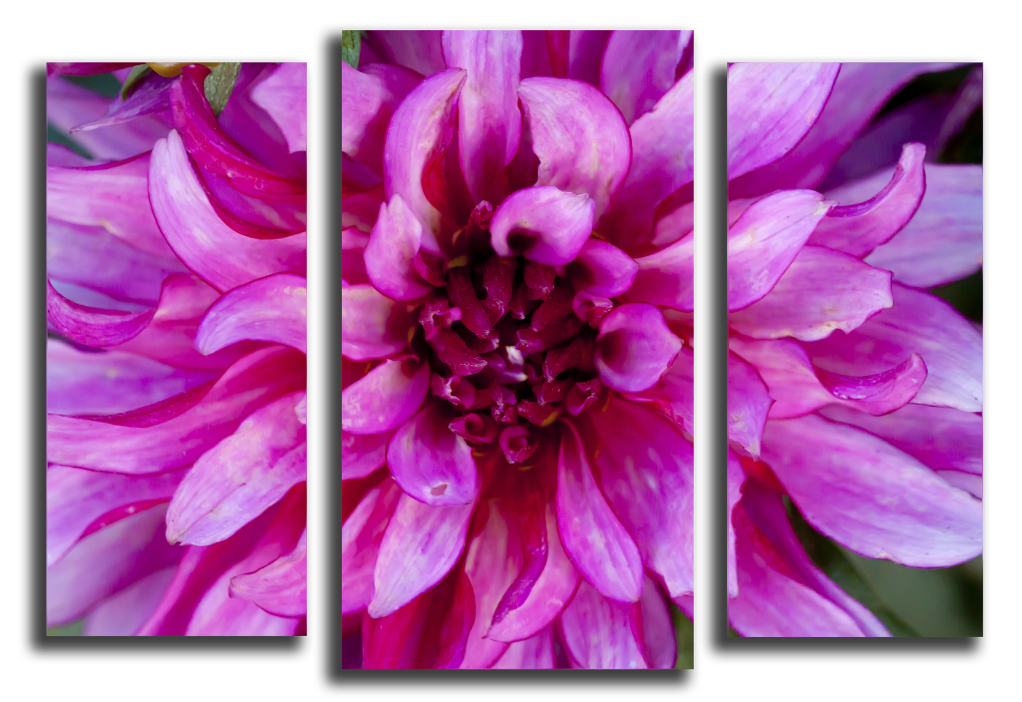 Цветы Модульная картина "Георгины цветы" М1053_M_загибы_100х74.png