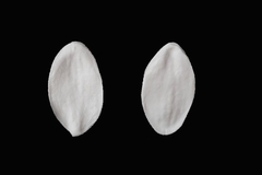 Силиконовый молд Лепесток орхидеи универсальный № 11