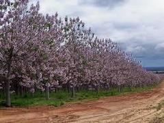 Павловния Шантонг Paulownia Shan Tong