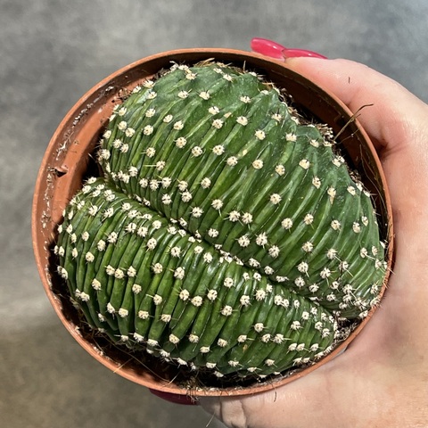 Эхинопсис Эрье Кристата d10 (2)