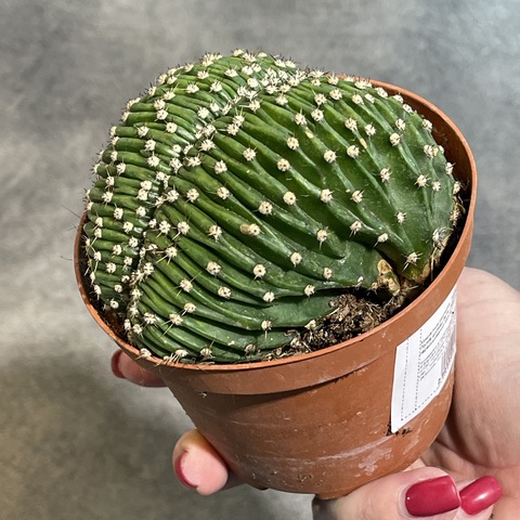 Эхинопсис Эрье Кристата d10 (2)