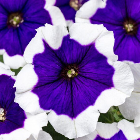 32373 Петуния CRAZYTUNIA BLUE PICOTEE (ВЕСНА 2025)