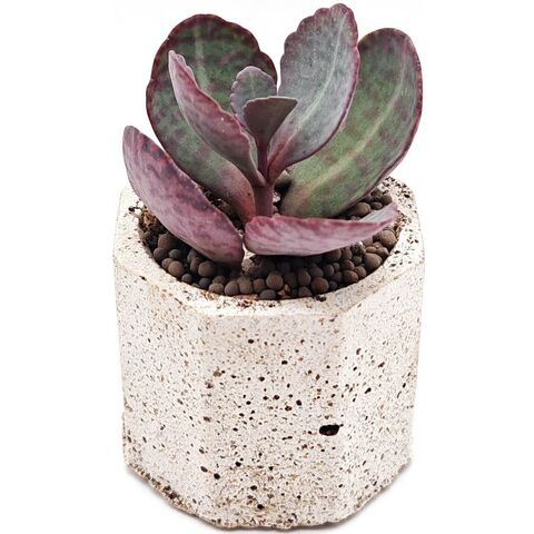 Суккулент Каланхоэ Зебра