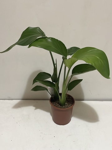 Стрелиция Николая d14