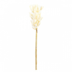 Сухоцвет, Лагурус, Белый, 65 см, 25 шт.