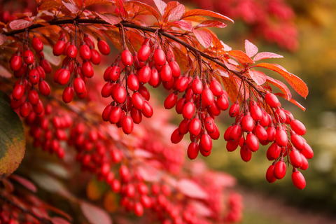 Барбарис амурский