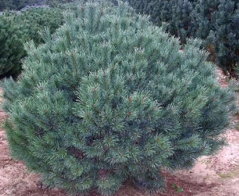 Сосна обыкновенная Ватерери