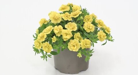 19270 Калибрахоа MINIFAMOUS ORO DOUBLE YELLOW