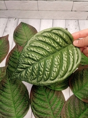 Молд пластиковый+вайнер силиконовый ВБ-74 лист универсальный