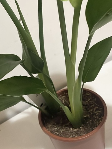 Стрелиция Николая d14