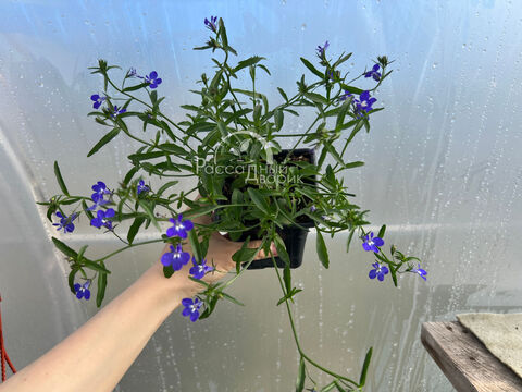 Лобелия Кюрасао Баскет Дарк Блю