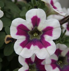 32262 Петуния FORTADO SPECIAL VIOLET PINWHEEL