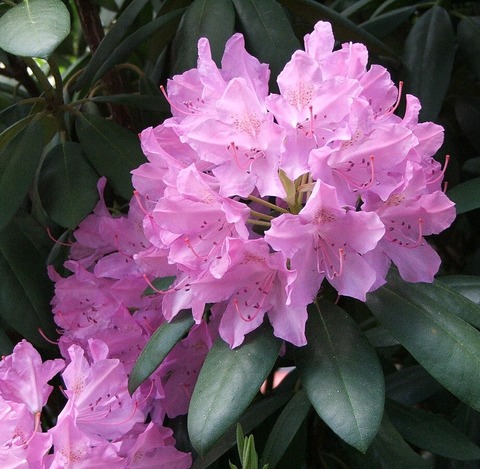 Рододендрон 