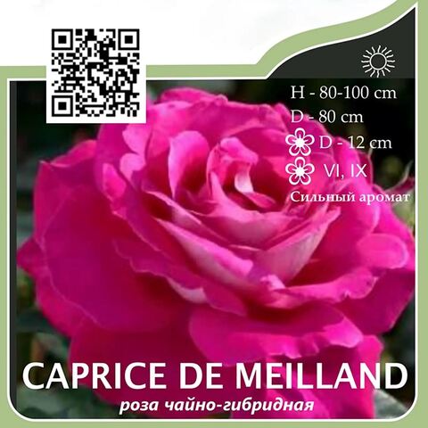 Роза чайно-гибридная 