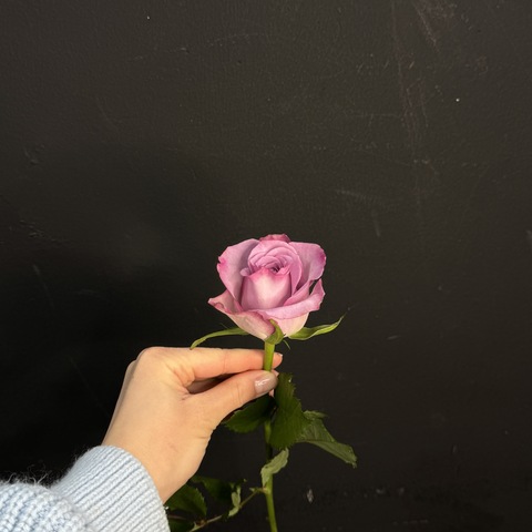 Роза кенийская сиреневая 40 см / 1 шт