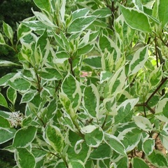 Дерен белый «Аргентеомаргината» (Cornus alba Argenteomarginata)