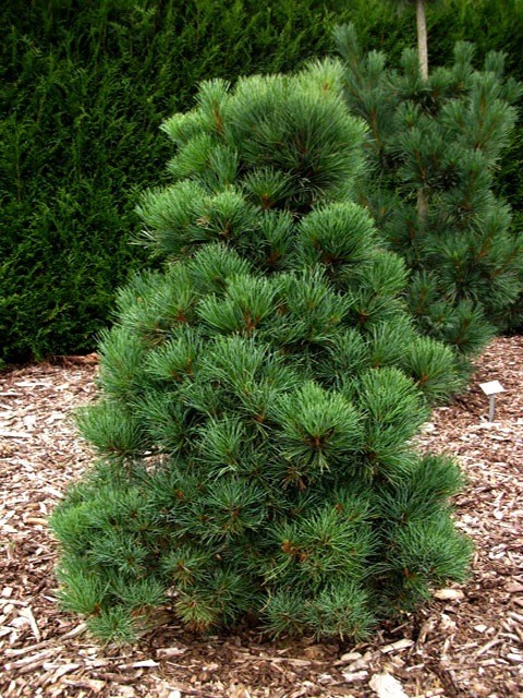 Семена Сосна румелийская Pinus peuce