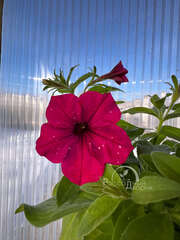 Петуния Startunia Magentа