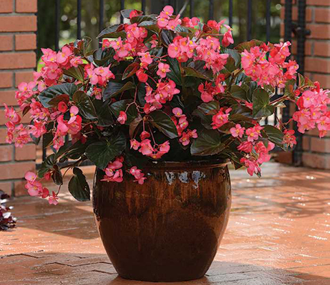S2207 Бегония вечноцветущая MegaWatt Rose Bronze Leaf 3шт.