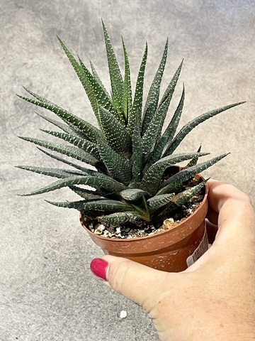 Хавортия Фасциата d8