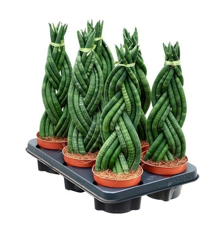 Сансевиерия цилиндр коса