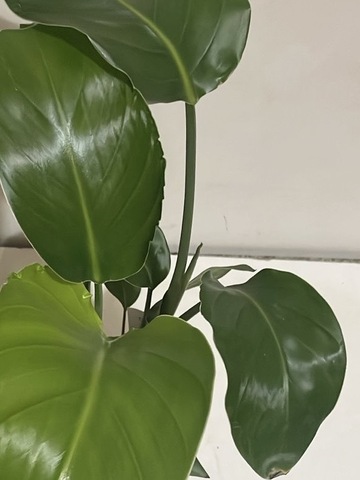 Стрелиция Николая d14