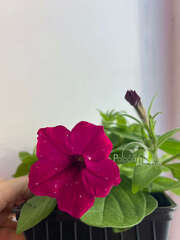 Петуния Startunia Magentа