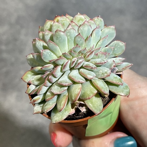 Эхеверия Пинк Эйдж Кристата d5