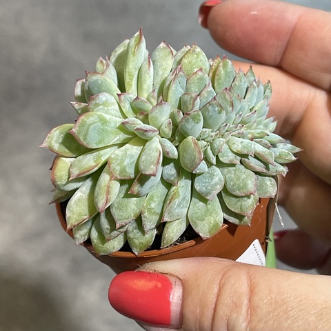 Эхеверия Пинк Эйдж Кристата d5