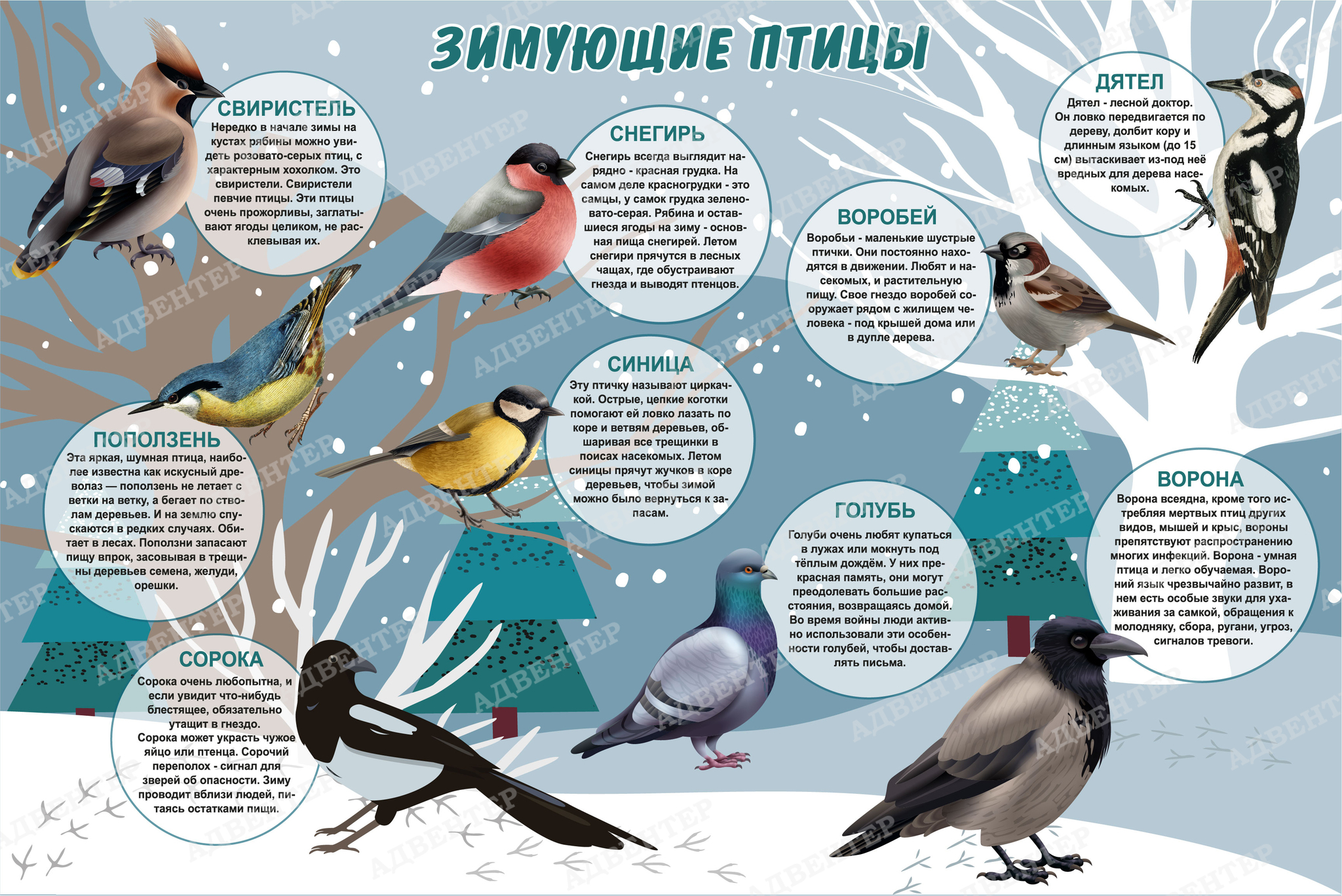 «Зимующие птицы»