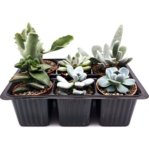 Набор суккулентов D5 №47564