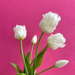 Тюльпаны силиконовые как настоящие, Волнистый край, качество ПРЕМИУМ, Белые, высота 40 см, букет 5 штук.