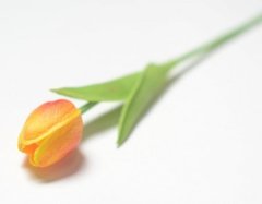 Тюльпан одиночный закрытый, латексный, 35 см, 1 шт.