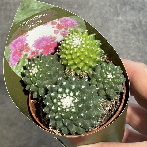 Маммиллярия Толука Семейка d7