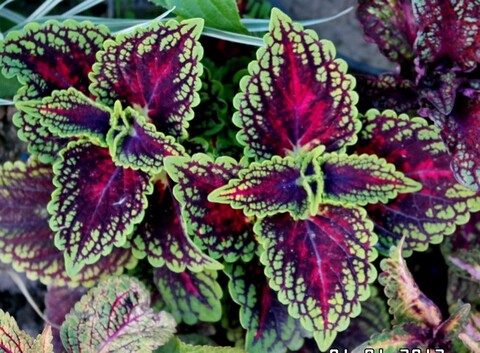 La Rambla колеус