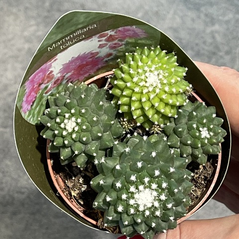 Маммиллярия Толука Семейка d7