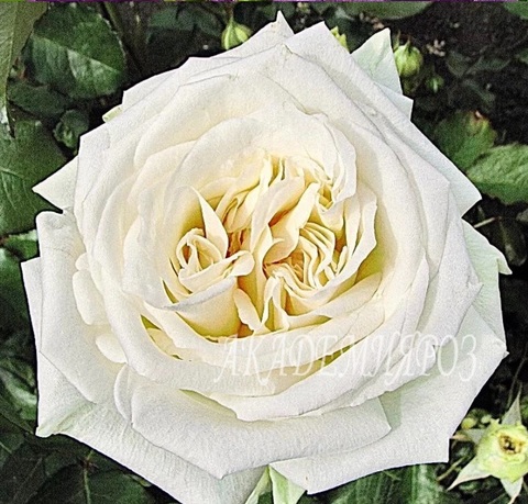 Вайт о Хара (White O’Hara)