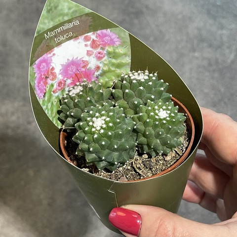 Маммиллярия Толука Семейка d7