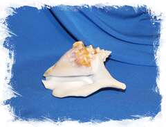 Раковина стромбус трикорнис (Tricornis tricornis) 1шт. 11-13 см.