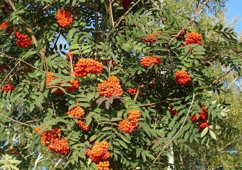 Рябина сибирская